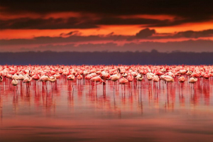 Kenya Lawmaker Introduces New Set of Gambling Curbs