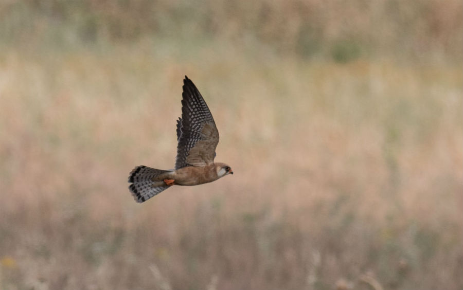 Environmental Group Challenges Cyprus Casino Environmental Impact Review