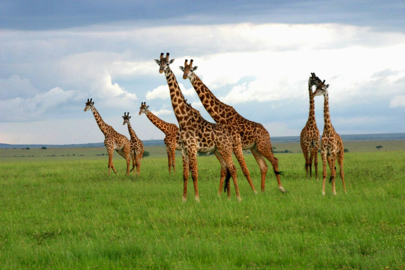 Kenya MPs Debate Gambling Tax Cut to 15% Following Industry Pressure