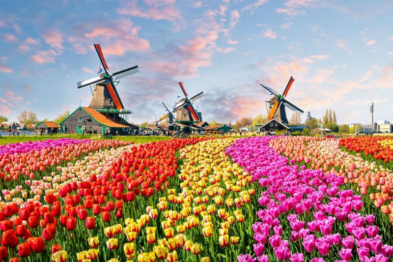 William Hill to “Definitely” Appeal €300,000 Fine for Accepting Dutch Gamblers